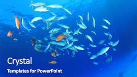  Presentation with fish ocean - Slides having shoal of sardine fish in the ocean background and a royal blue colored foreground
