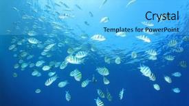  Presentation with blue water - Amazing slides having shoal of scissortail sergeant fish backdrop and a  colored foreground