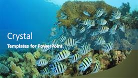  Presentation with sea coral - Audience pleasing slide deck consisting of shoal of scissortail sergeant fish on a coral reef in the red sea backdrop and a teal colored foreground