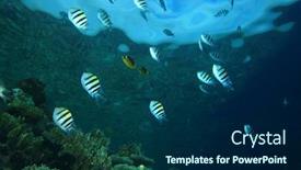  Presentation with coral - Colorful slides enhanced with shoal of scissortail sergeants on a coral reef backdrop and a navy blue colored foreground