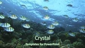  Presentation with fishes - Theme enhanced with major fishes swims over coral background and a tawny brown colored foreground