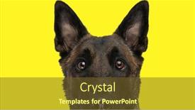  Presentation with dog - Slides consisting of shocked-belgian-malinois-shepherd-dog background and a  colored foreground