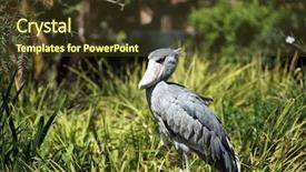  Presentation with africa - Amazing slide set having shoebill stork balaeniceps rex aka whalehead from tropical east africa enjoys life backdrop and a tawny brown colored foreground