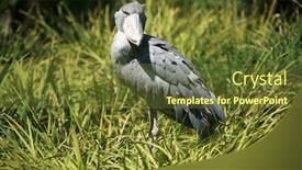  Presentation with africa - Presentation design consisting of shoebill stork balaeniceps rex aka whalehead from tropical east africa enjoys life background and a tawny brown colored foreground