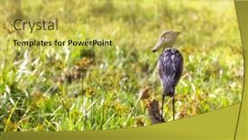  Presentation with height - Slides having shoebill-stork-balaeniceps-rex-perched background and a yellow colored foreground