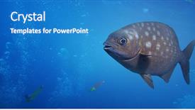  Presentation with tuna fish underwater in ocean - Audience pleasing presentation design consisting of shoot of a funny fish backdrop and a teal colored foreground