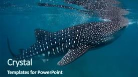  Presentation with whale - Colorful presentation theme enhanced with shoot of a gigantic whale backdrop and a ocean colored foreground