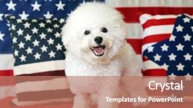  Presentation with 4th july - Slides enhanced with shooting star - bichon frise dog with american background and a coral colored foreground
