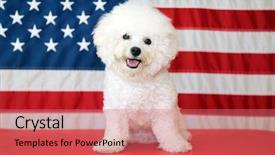  Presentation with shooting star - PPT layouts consisting of shooting star - bichon frise dog with american background and a coral colored foreground