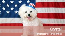  Presentation with 4th july - Beautiful slides featuring shooting star - bichon frise dog with american backdrop and a coral colored foreground