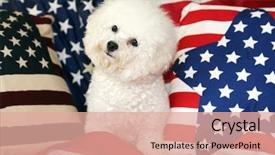  Presentation with 4th july - Colorful PPT layouts enhanced with shooting star - bichon frise dog with american backdrop and a coral colored foreground