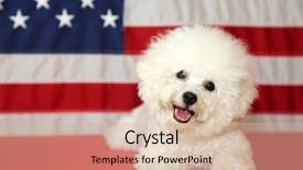  Presentation with 4th july - PPT layouts featuring shooting star - bichon frise dog with american background and a soft green colored foreground