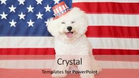  Presentation with 4th july - Theme having shooting star - bichon frise dog with american background and a coral colored foreground