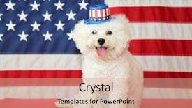  Presentation with 4th july - Cool new theme with shooting star - bichon frise dog with american backdrop and a coral colored foreground
