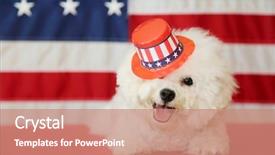  Presentation with american flag - PPT layouts enhanced with shooting star - bichon frise dog with american background and a coral colored foreground