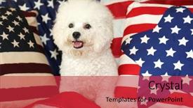  Presentation with 4th july - Cool new slides with shooting star - bichon frise dog with american backdrop and a red colored foreground