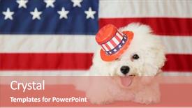 Presentation with 4th july - PPT theme with shooting star - bichon frise dog with american background and a coral colored foreground