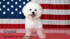  Presentation with 4th july - Amazing slide set having shooting star - bichon frise dog with american backdrop and a red colored foreground