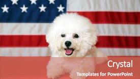  Presentation with american flag - Slide deck featuring shooting star - bichon frise dog with american background and a coral colored foreground