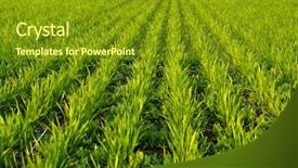  Presentation with wheat - Colorful slide set enhanced with shoots of a winter wheat backdrop and a tawny brown colored foreground