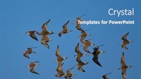  Presentation with danube delta - Presentation with shore-birds-in-natural-habitat and a teal colored foreground