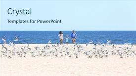  Presentation with soaring - Colorful slides enhanced with shore flock of birds soaring backdrop and a cool aqua colored foreground