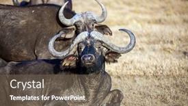  Presentation with savanna - Slides featuring shores-of-lake-nakuru background and a violet colored foreground