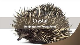  Presentation with old - PPT theme featuring beaks - short-beaked echidna isolated on white background and a tawny brown colored foreground
