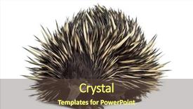  Presentation with old - Colorful theme enhanced with beaks - short-beaked echidna isolated on white backdrop and a tawny brown colored foreground