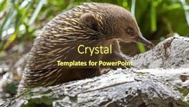  Presentation with egg - Presentation featuring short-beaked-echidna-tachyglossus-aculeatu background and a tawny brown colored foreground