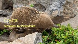  Presentation with short story - Slide deck featuring short-beaked-echidna-tachyglossus-aculeatu background and a  colored foreground