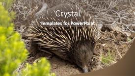  Presentation with egg - PPT theme with short-beaked-echidna-tachyglossus-aculeatu background and a violet colored foreground