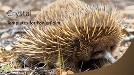  Presentation with egg - PPT layouts featuring short-beaked-echidna-tachyglossus-aculeatu background and a  colored foreground