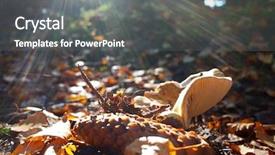  Presentation with mushroom - Amazing theme having short focus with sunray backdrop and a gray colored foreground