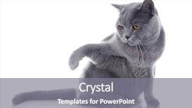  Presentation with cat - PPT theme with studio shot adorable - short-hair grey cat isolated background and a gray colored foreground