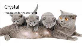  Presentation with ancient british history - Slide deck consisting of short-hair kittens and mother background and a white colored foreground