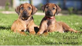  Presentation with grass - Colorful presentation theme enhanced with short-haired-rhodesian-ridgeback-puppies backdrop and a yellow colored foreground