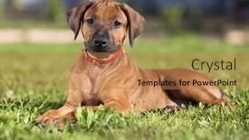  Presentation with puppy - Slide set having short-haired-rhodesian-ridgeback-puppy background and a coral colored foreground