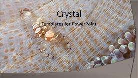  Presentation with population growth fish and shrimp - Amazing slide deck having short hand commensal shrimp periclimenes backdrop and a  colored foreground