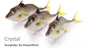  Presentation with helicopter - Slide set having short-nose-tripod-fish-silver background and a white colored foreground