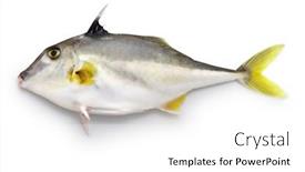  Presentation with helicopter - PPT layouts enhanced with short-nose-tripod-fish-silver background and a white colored foreground