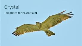  Presentation with eagle - Presentation design with short-toed-eagle-in-natural background and a light blue colored foreground