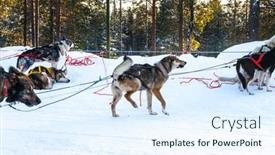  Presentation with dog sled - Audience pleasing slide deck consisting of short-winter-day backdrop and a sky blue colored foreground