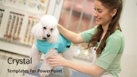  Presentation with poodle - Colorful presentation theme enhanced with shortening - professional woman and white poodle backdrop and a soft green colored foreground