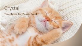  Presentation with kitten - Presentation theme featuring shorthair-red-kitten background and a lemonade colored foreground