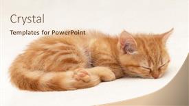  Presentation with kitten - Presentation design enhanced with shorthair-red-kitten background and a cream colored foreground