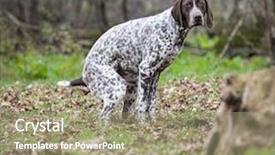  Presentation with pointer - Colorful presentation theme enhanced with shorthaired pointer having a poop backdrop and a coral colored foreground