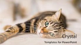 Presentation with cat - PPT theme having shorts - beautiful short hair cat lying background and a soft green colored foreground