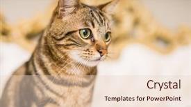  Presentation with short story - Amazing presentation theme having shorts - beautiful short hair cat lying backdrop and a lemonade colored foreground