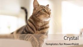  Presentation with short stories - Cool new slide deck with shorts - beautiful short hair cat lying backdrop and a  colored foreground